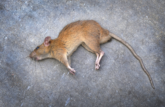 Mata ratos no Jardim da Pedreira